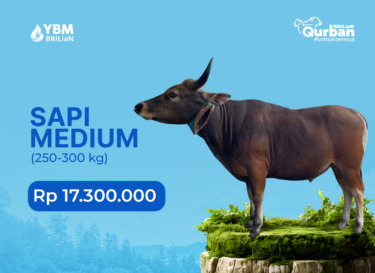 Sapi Medium (250–300 kg)