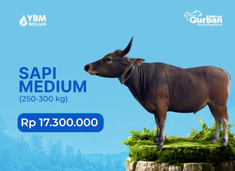 Sapi Medium (250–300 kg)