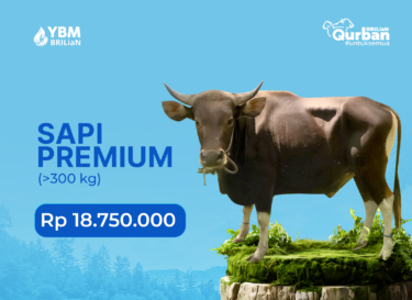 Sapi Premium (>300 kg)