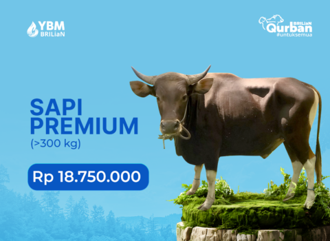 Sapi Premium (>300 kg)